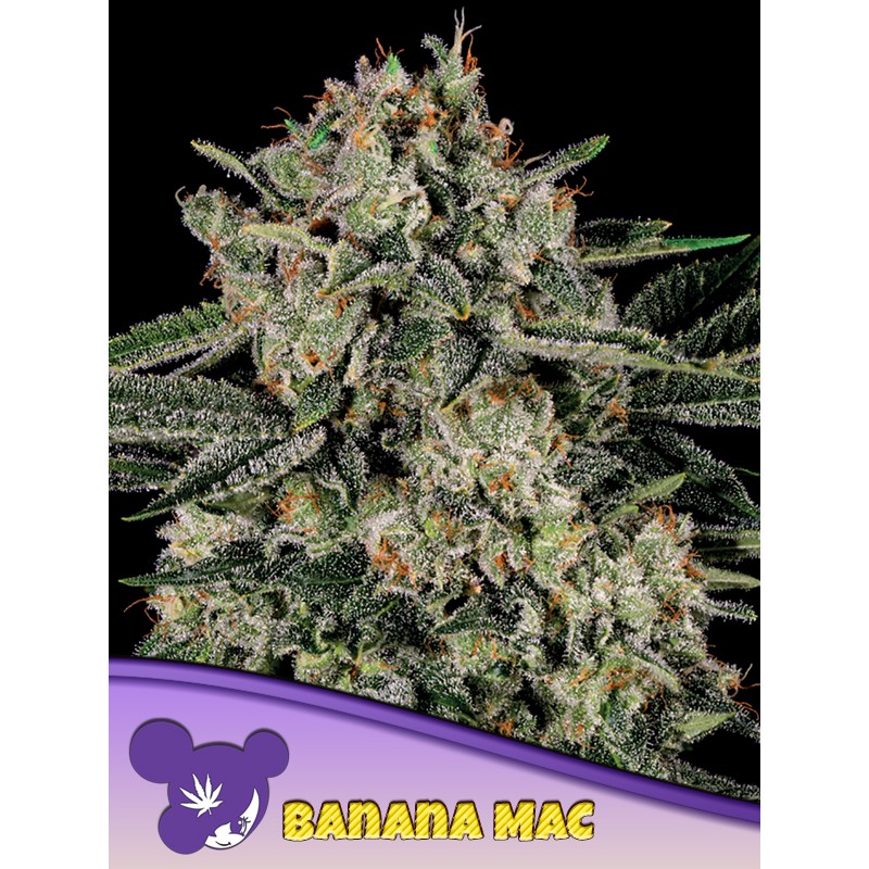 BANANA MAC · Anesia Seeds · graines de cannabis  · Fem