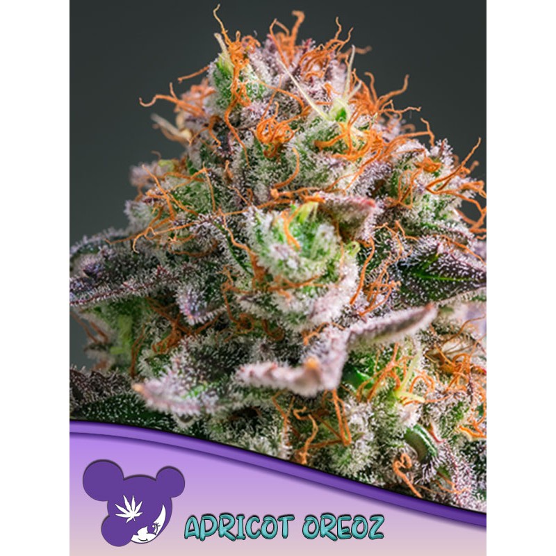 APRICOT OREOZ · Anesia Seeds · cannabis seeds · Fem