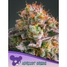 APRICOT OREOZ · Anesia Seeds · graines de cannabis  · Fem