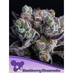 BLACKBERRY MOONROCKS ·...