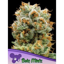 BOLA MINTZ · Anesia Seeds · graines de cannabis  · Fem