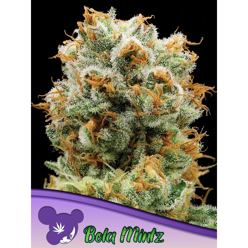 BOLA MINTZ · Anesia Seeds · graines de cannabis  · Fem