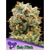 BOLA MINTZ · Anesia Seeds · cannabis samen · Fem