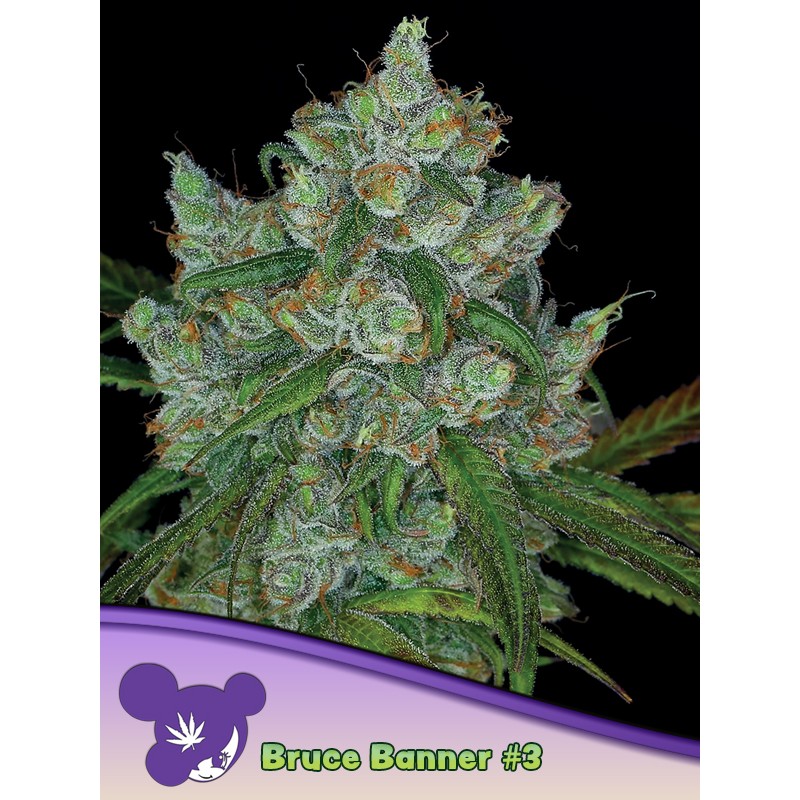 BRUCE BANNER 3 · Anesia Seeds · cannabis samen · Fem