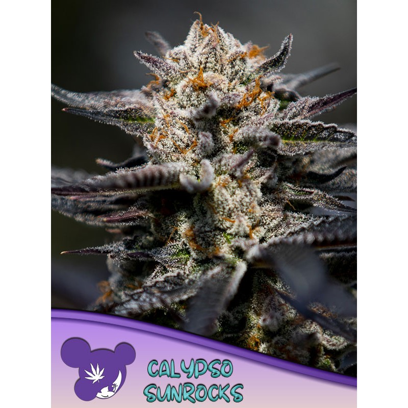CALYPSO SUNROCKS · Anesia Seeds · sementes de maconha · Fem