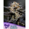 CALYPSO SUNROCKS · Anesia Seeds · graines de cannabis  · Fem