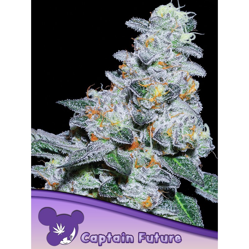CAPTAIN FUTURE · Anesia Seeds · semi di canapa · Fem