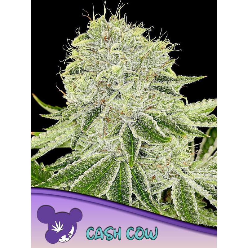 CASH COW · Anesia Seeds · cannabis samen · Fem