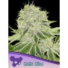 CASH COW · Anesia Seeds · cannabis seeds · Fem