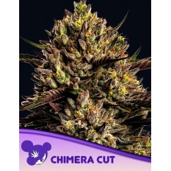 CHIMERA CUT · Anesia Seeds · graines de cannabis  · Fem