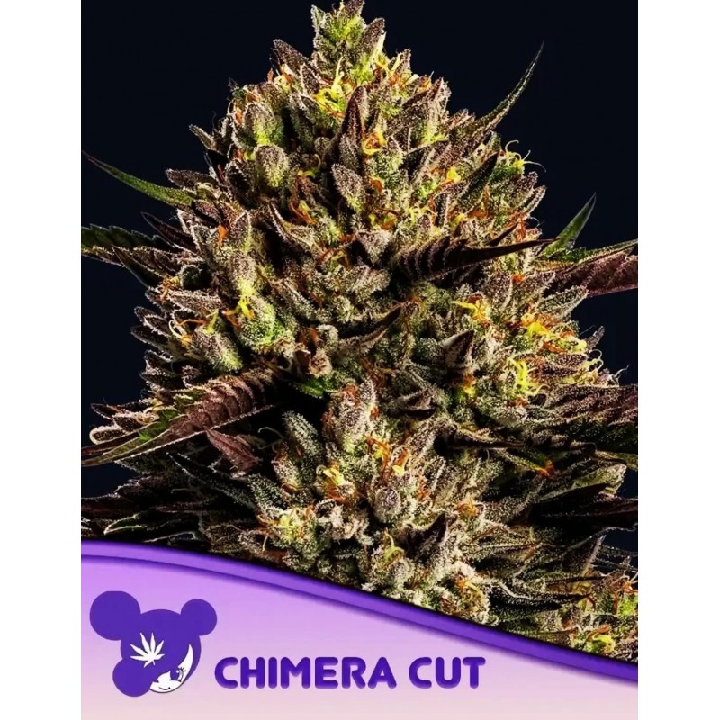 CHIMERA CUT · Anesia Seeds · graines de cannabis  · Fem