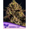 CHIMERA CUT · Anesia Seeds · cannabis samen · Fem