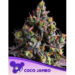 COCO JAMBO · Anesia Seeds · graines de cannabis  · Fem