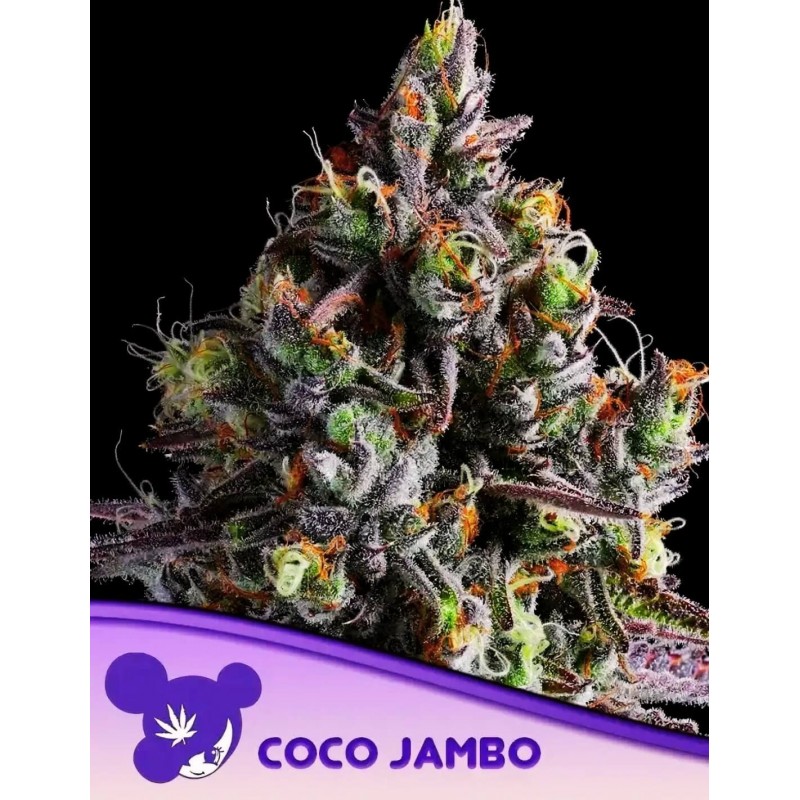 COCO JAMBO · Anesia Seeds · semillas de marihuana · Fem