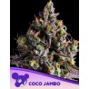 COCO JAMBO · Anesia Seeds · semillas de marihuana · Fem