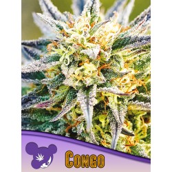 CONGO · Anesia Seeds ·...