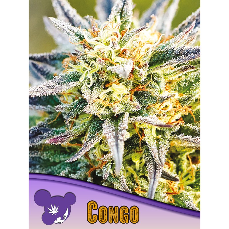 CONGO · Anesia Seeds · semillas de marihuana · Fem