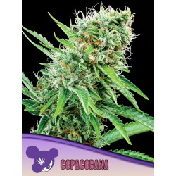 COPACOBANA · Anesia Seeds ·...