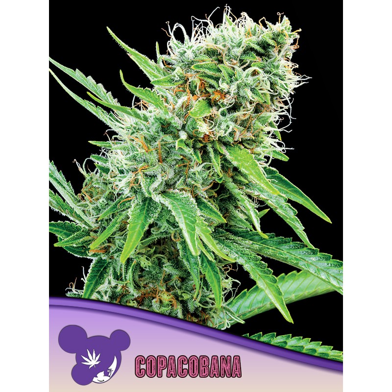 COPACOBANA · Anesia Seeds · graines de cannabis  · Fem