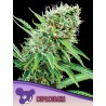 COPACOBANA · Anesia Seeds · semillas de marihuana · Fem