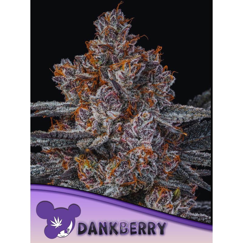 DANKBERRY · Anesia Seeds · kenevir tohum · Fem