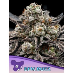 EPIC BUZZ · Anesia Seeds ·...