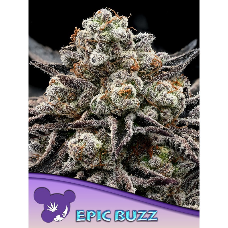 EPIC BUZZ · Anesia Seeds · kenevir tohum · Fem