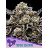 Achetez Epic Buzz d’Anesia Seeds : graines féminisées