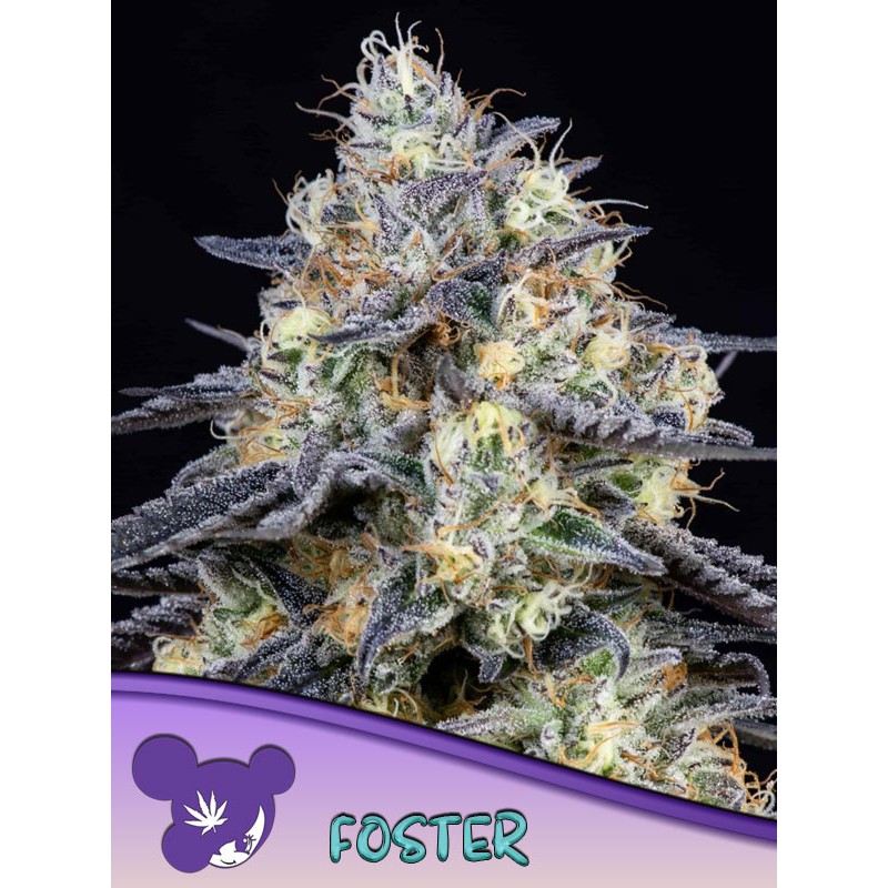 FOSTER · Anesia Seeds · semi di canapa · Fem