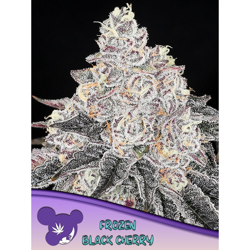 FROZEN BLACK CHERRY · Anesia Seeds · kenevir tohum · Fem