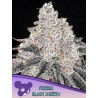 FROZEN BLACK CHERRY · Anesia Seeds · sementes de maconha · Fem