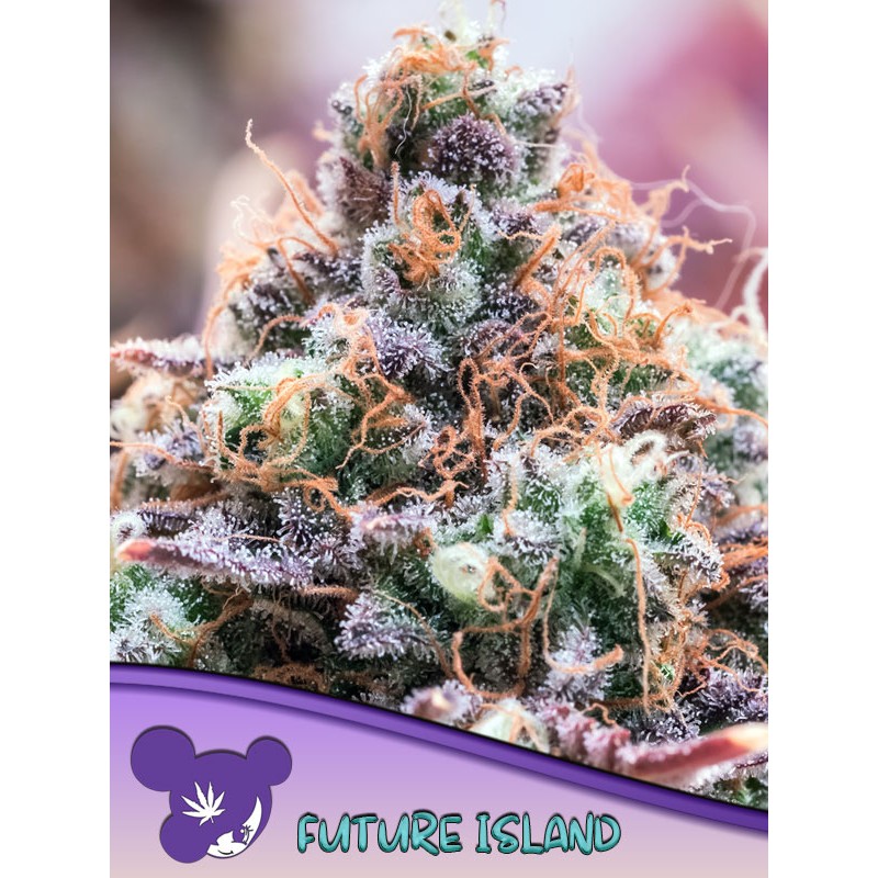 FUTURE ISLAND · Anesia Seeds · semillas de marihuana · Fem