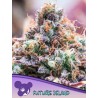 FUTURE ISLAND · Anesia Seeds · semi di canapa · Fem