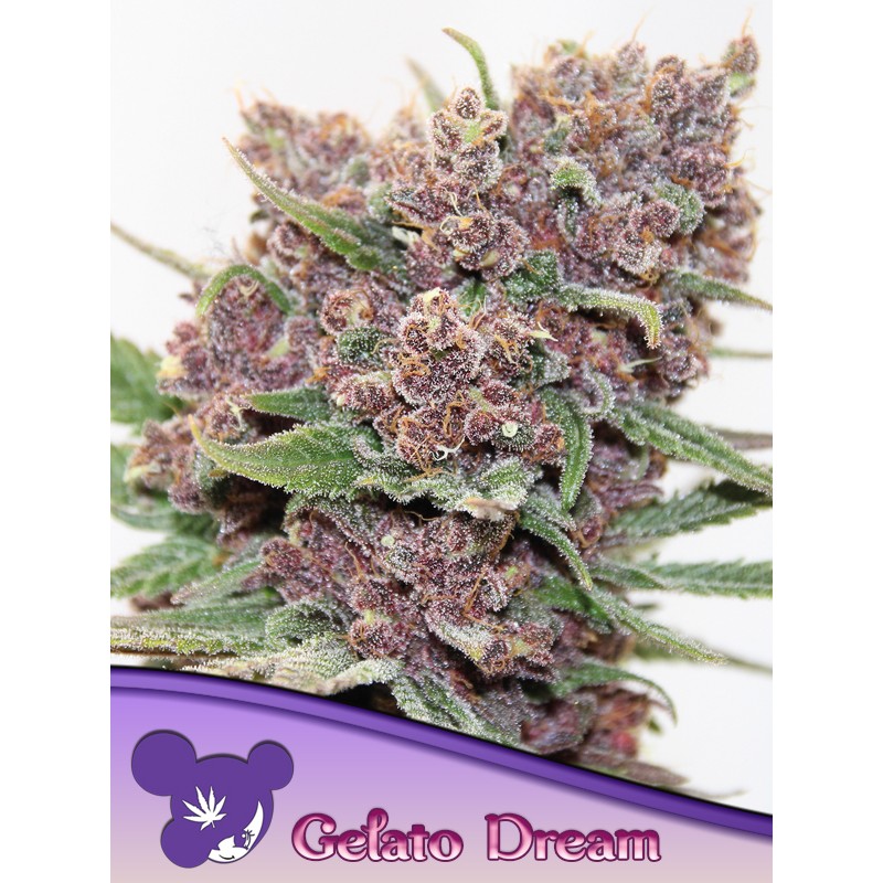 GELATO DREAM · Anesia Seeds · graines de cannabis  · Fem