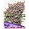 GELATO DREAM · Anesia Seeds · sementes de maconha · Fem