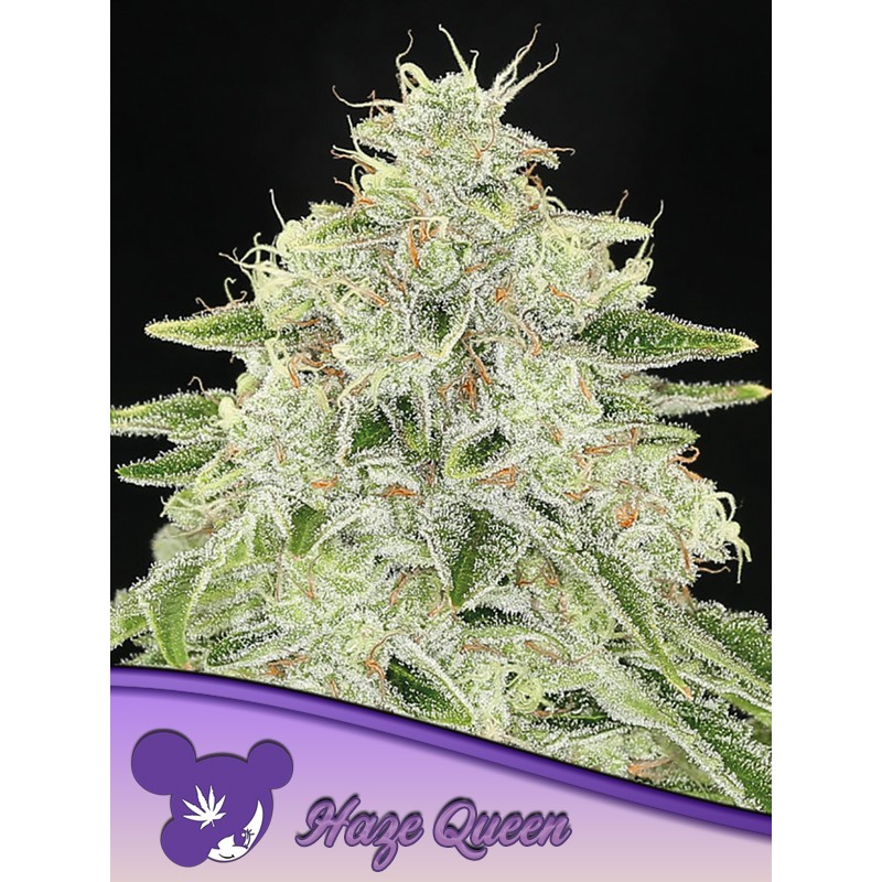 HAZE QUEEN · Anesia Seeds · sementes de maconha · Fem
