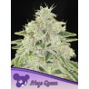 HAZE QUEEN · Anesia Seeds · cannabis samen · Fem