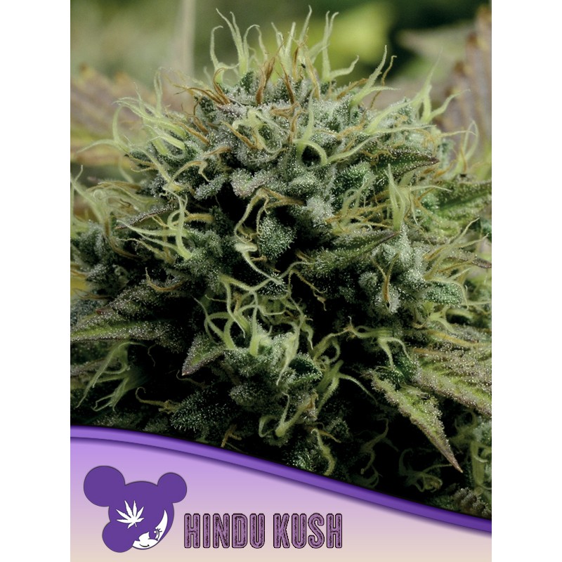 HINDU KUSH · Anesia Seeds · cannabis seeds · Fem