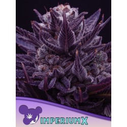 IMPERIUM X · Anesia Seeds ·...