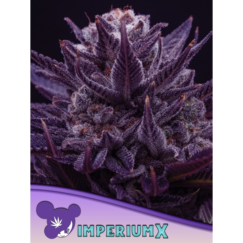 IMPERIUM X · Anesia Seeds · cannabis seeds · Fem
