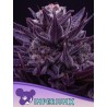 IMPERIUM X  · Anesia Seeds · kenevir tohum · Fem