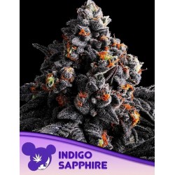 INDIGO SAPPHIRE · Anesia...