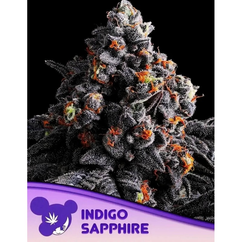 INDIGO SAPPHIRE · Anesia Seeds · kenevir tohum · Fem