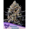 JEALOUSY DANKNESS · Anesia Seeds · kenevir tohum · Fem