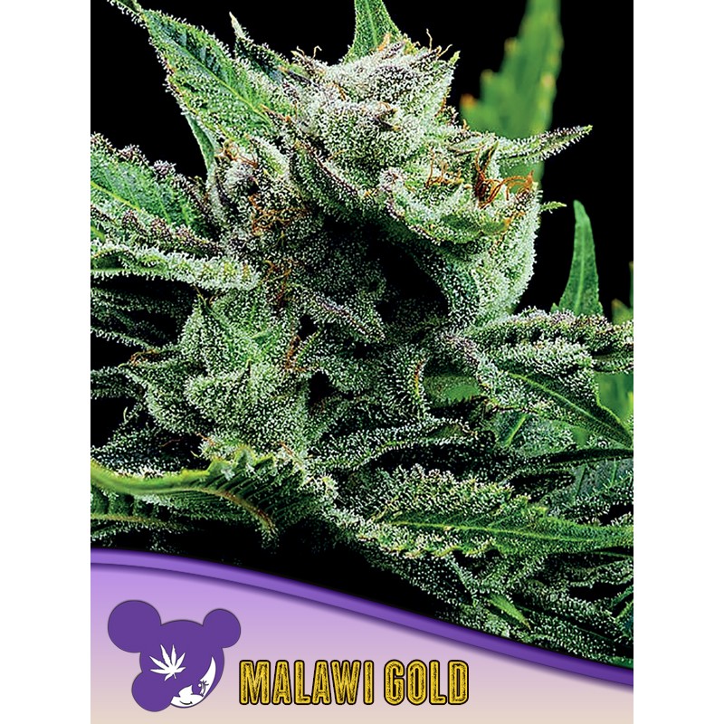MALAWI GOLD · Anesia Seeds · kenevir tohum · Fem