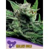 MALAWI GOLD · Anesia Seeds · kenevir tohum · Fem