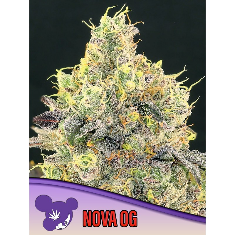 NOVA OG · Anesia Seeds · sementes de maconha · Fem