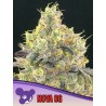 NOVA OG · Anesia Seeds · semi di canapa · Fem