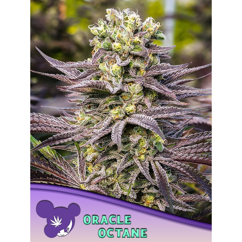 ORACLE OCTANE · Anesia Seeds · graines de cannabis  · Fem