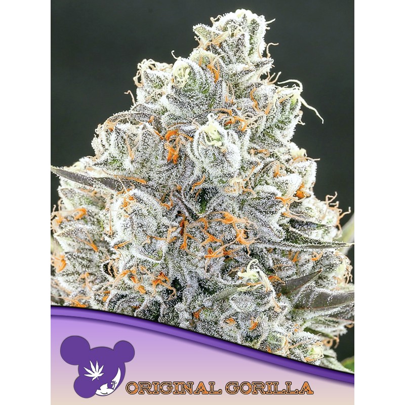 ORIGINAL GORILLA 4  · Anesia Seeds · sementes de maconha · Fem